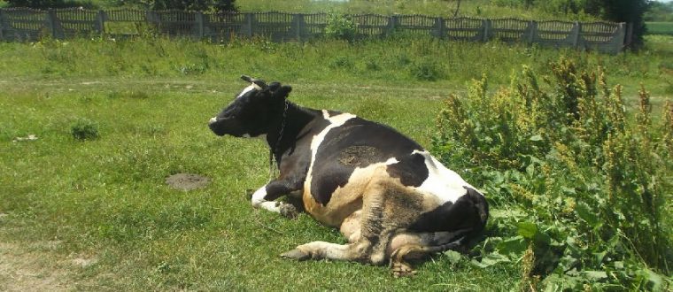 סימן שאתה בן אדם | רעיון לפרשת ראה