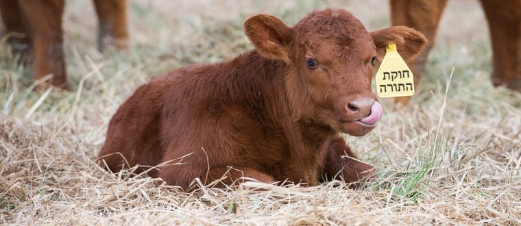 הפרט הקטן? גדול! | רעיון לפרשת חוקת