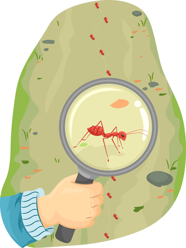 מהקמת המשכן ועד… לרמשים | רעיון לפרשת שמיני